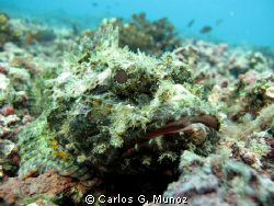 Living Stone.
A stone scorpionfish from Gorgona Island i... by Carlos G. Munoz 
